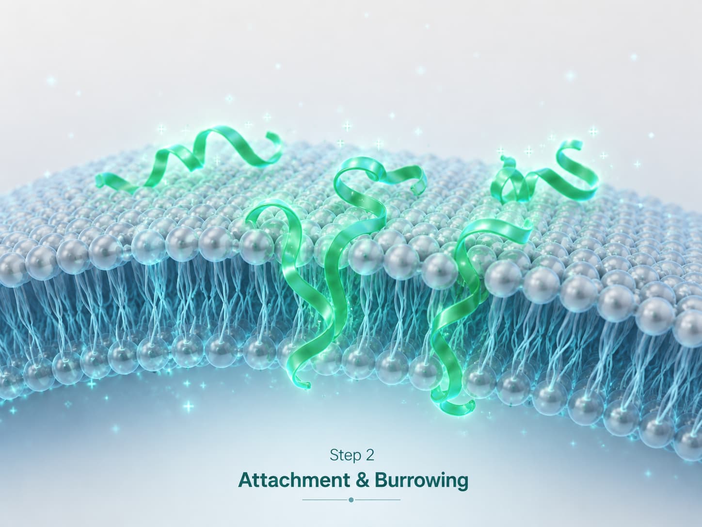 Attachment & Burrowing